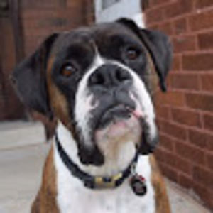 Meet your Posher, Amara